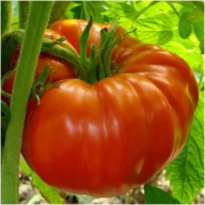 Beefsteak Tomato Seeds - Heirloom Slicing Tomato, NON-GMO, Free Shipping