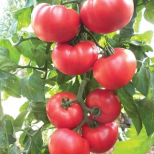 Beefsteak Tomato Seeds - Heirloom Slicing Tomato, NON-GMO, Free Shipping