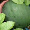 Black Diamond Watermelon Seeds - Large Non-GMO Fruit Seeds
