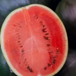 Black Diamond Watermelon Seeds - Large Non-GMO Fruit Seeds