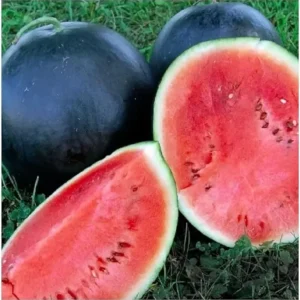 Black Diamond Watermelon Seeds - Large Non-GMO Fruit Seeds