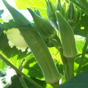 Cowhorn Okra Seeds - Non-GMO Large Spineless Okra - Free Shipping