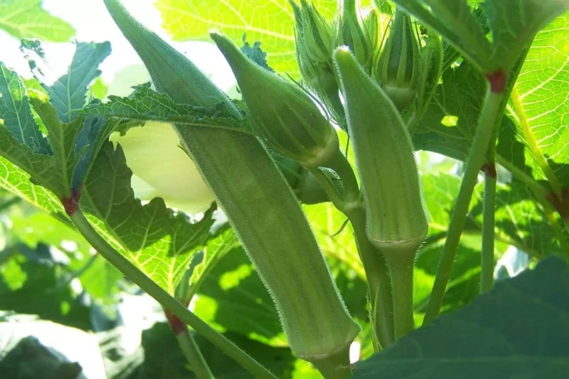 Cowhorn Okra Seeds - Non-GMO Large Spineless Okra - Free Shipping