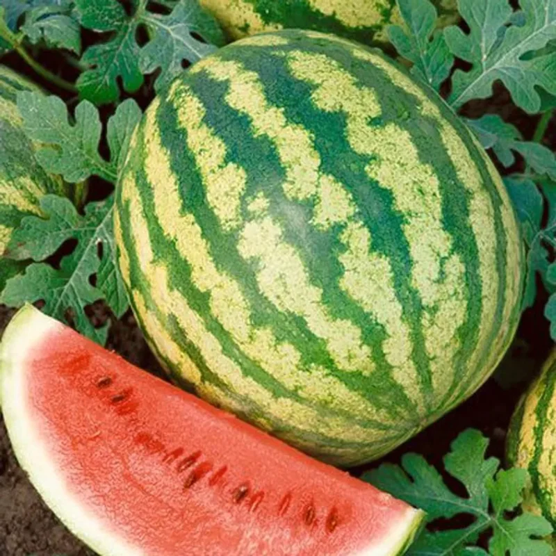 Crimson Sweet Watermelon Seeds - Heirloom Non-GMO Variety - Free Shipping