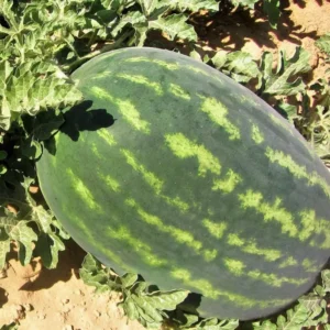 Crimson Sweet Watermelon Seeds - Heirloom Non-GMO Variety - Free Shipping