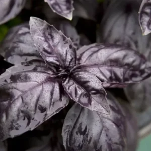 Dark Opal Basil Seeds - Non-GMO Purple Herb Seeds with Free Shipping