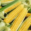 Early Golden Bantam Sweet Corn Seeds - Heirloom, Non-GMO - Free Shipping