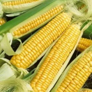 Early Golden Bantam Sweet Corn Seeds - Heirloom, Non-GMO - Free Shipping
