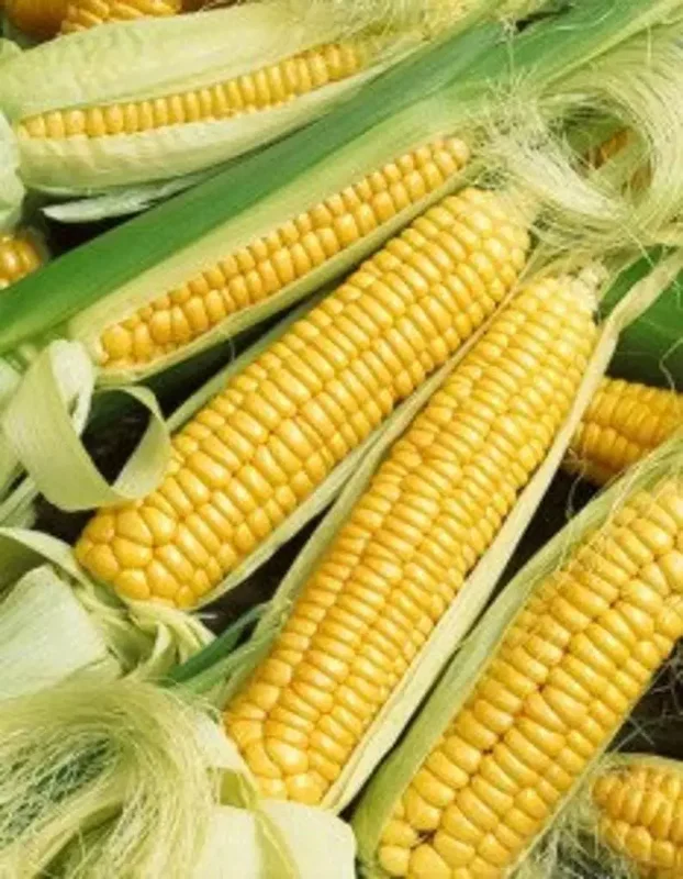 Early Golden Bantam Sweet Corn Seeds - Heirloom, Non-GMO - Free Shipping