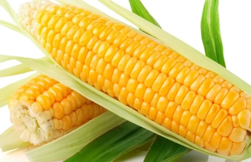 Early Golden Bantam Sweet Corn Seeds - Heirloom, Non-GMO - Free Shipping