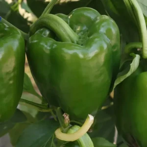 Emerald Giant Sweet Bell Pepper Seeds - Heirloom, Large, Red