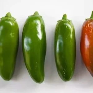 Jalapeno M Pepper Seeds - Hot Pepper, Non-GMO, For Jalapeno Poppers