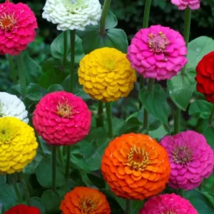 Lilliput Zinnia Seeds Mix - Zinnia Elegans Flower Seeds - Colorful NON-GMO with FREE SHIPPING