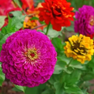 Lilliput Zinnia Seeds Mix - Zinnia Elegans Flower Seeds - Colorful NON-GMO with FREE SHIPPING