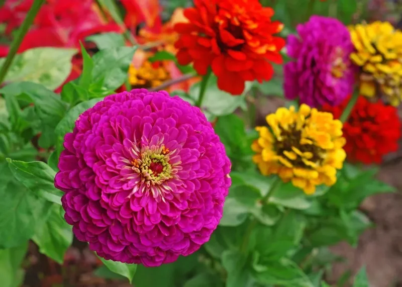 Lilliput Zinnia Seeds Mix - Zinnia Elegans Flower Seeds - Colorful NON-GMO with FREE SHIPPING