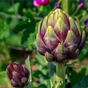 Purple Romagna Artichoke Seeds - Heirloom Variety - Free Shipping