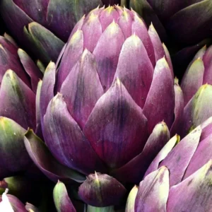 Purple Romagna Artichoke Seeds - Heirloom Variety - Free Shipping