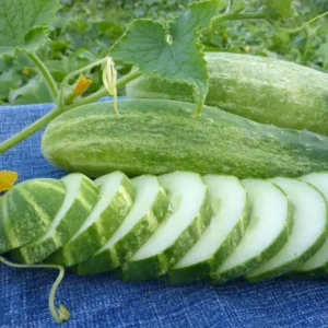 Straight Eight Cucumber Seeds - Heirloom Non-GMO - Variety Sizes