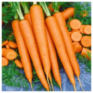 Tendersweet Carrot Seeds - Non-GMO - Free Shipping - Vitamin A Rich
